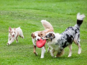 Šunų lėkščiasvydis - frisbee